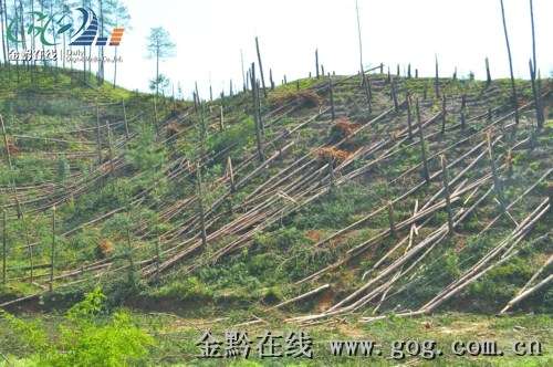 板溪林场天气预报更新通知